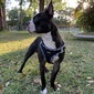 CJM Beau Riley (Beau Beau)