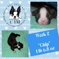 Chip