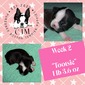 Tootsie
